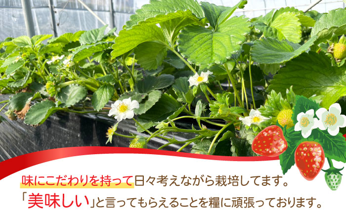 南島原産 いちご 「恋みのり」約250g×2P / イチゴ 苺 フルーツ 果物 / 南島原市 / あゆみfarm [SFF006]