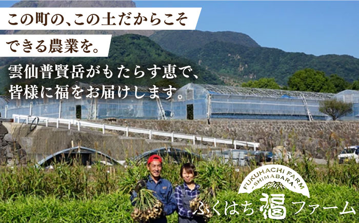 【2024年1月末〜順次発送】囲い生姜 約 4kg / ショウガ 南島原市 / ふくはちファーム/福島農園 [SBS012]