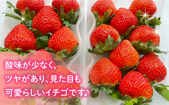 2024年4月〜発送】【2回定期便】南島原産 いちご 「恋みのり」約260g