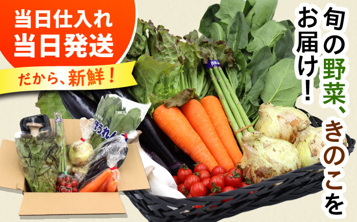 【6回定期便】お試し野菜セット 8品目 詰め合わせ / 野菜 やさい ヤサイ 旬 新鮮 / 南島原市 / 吉岡青果 [SCZ029]
