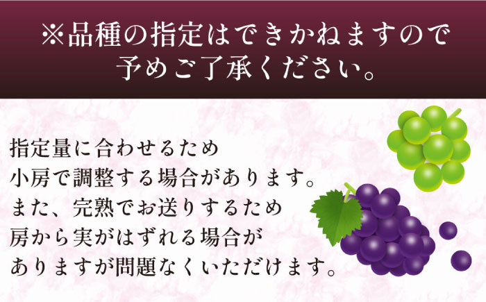 【数量限定】 旬の珍しい厳選 ぶどう 約 2kg / 旬 フルーツ ぶどう ブドウ 葡萄 マスカット 果物 くだもの 産地直送 / 南島原市 / 長崎県農産品流通合同会社 [SCB051]