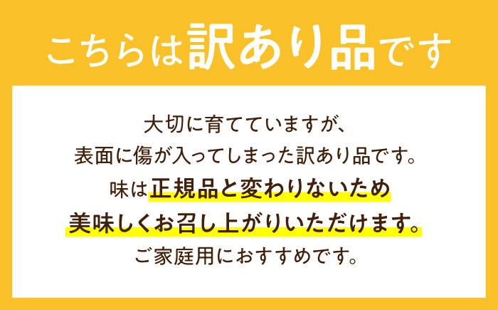 訳あり メロン イエローキング 3箱 / メロン めろん フルーツ 果物 / 南島原市 / 南島原果物屋 [SCV044]