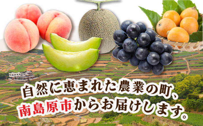 フルーツ 【季節の果物 詰め合わせ】 フルーツセット 旬の果物をお任せで2～3品目お届け / フルーツ 果物 春フルーツ 夏フルーツ 秋フルーツ 冬フルーツ 人気 ふるーつ 果実 産直 産地直送 旬 / 南島原市 / 吉岡青果 [SCZ012]