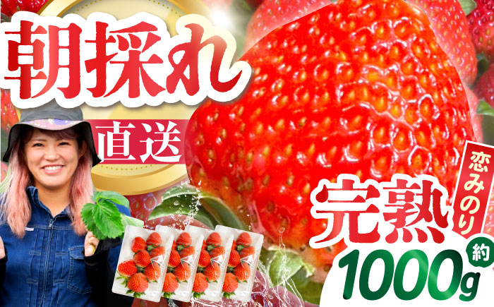【2026年1月〜発送】南島原産 いちご 『恋みのり』約250g×4パック / フルーツ 果物 イチゴ 苺 / 南島原市 / あゆみfarm [SFF001]