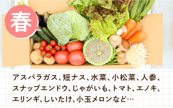 【春秋冬限定コース】豪華！野菜 果物 きのこセット 15品目以上 9回定期便 / 野菜定期便 やさい定期便 フルーツ 果物 キノコ 詰め合わせ / 南島原市 / 吉岡青果 [SCZ024]