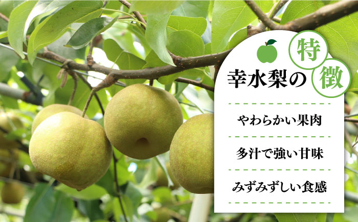 【2025年7月〜発送】【4回 定期便 ！南島原の 梨 を 食べ比べ ！】幸水 豊水 二十世紀 新高 / 梨 なし フルーツ 果物 フルーツ定期便 数量限定 産地直送 期間限定 / 南島原市 / 藤原果樹園 [SBV005]