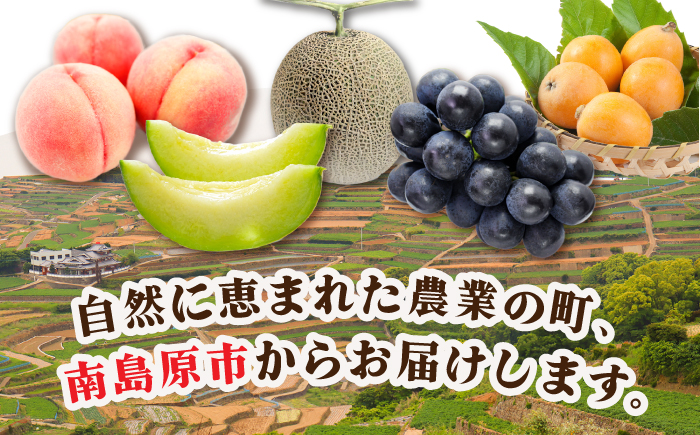 【12回定期便】フルーツ定期便 旬の果物をお任せで2〜3品目お届け（2〜3品目×12回）季節の果物 詰め合わせ 果物 セット / 定期便 フルーツ 果物 春フルーツ 夏フルーツ 秋フルーツ 冬フルーツ /  南島原市 / 吉岡青果 [SCZ014]
