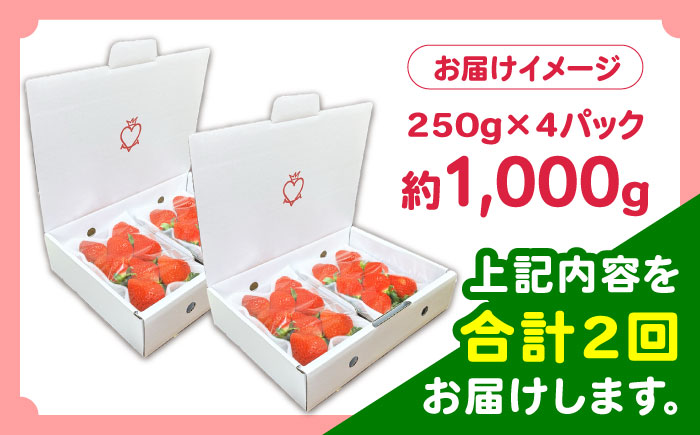 【2027年3月 初回発送】【2回定期便】南島原産 いちご 「恋みのり」約250g×4P / イチゴ 苺 フルーツ 果物 / 南島原市 / あゆみfarm [SFF002]
