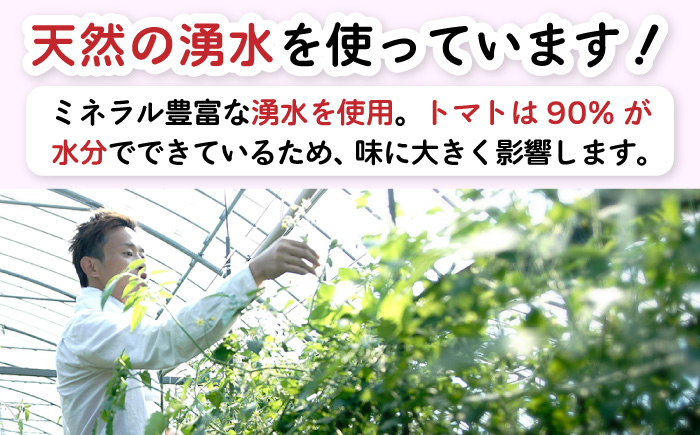 【2026年1月～発送】【完熟ミニトマト】アイコトマト 約1kg / とまと トマト アイコ 1kg ミニトマト プチトマト 野菜 / 南島原市 / 長崎県農産品流通合同会社 [SCB039]