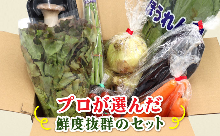 【3回定期便】お試し野菜セット 8品目 詰め合わせ / 野菜 やさい ヤサイ 旬 新鮮 / 南島原市 / 吉岡青果 [SCZ028]