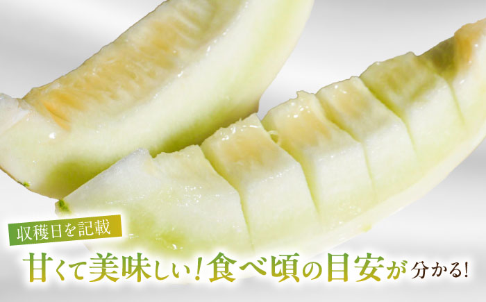 【2026年3月下旬〜発送】しらかばメロン 5玉〜8玉 約5kg / メロン めろん 果物 フルーツ / 南島原市 / うえだメロン園 [SAD009]