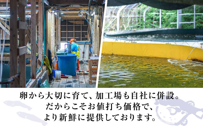 【新鮮！贅沢おつまみ】トラフグ の 刺し身 ＆ ヒラメ の 薄造り 大皿×各1枚 計250g  / ひらめ ヒラメ とらふぐ刺身 紅葉おろし トラフグ ふぐ フグ 河豚 刺し身 / 南島原市 / 株式会社 FUKUNOTANE [SFJ027]