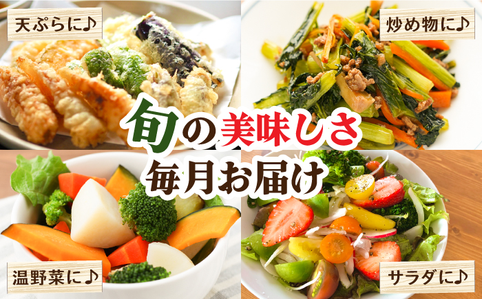【12回定期便】豪華！野菜 セット 15品目以上 / 野菜 定期便 やさい 定期便 野菜セット やさいセット 春野菜 夏野菜 秋野菜 冬野菜 旬 / 南島原市 / 吉岡青果 [SCZ019]