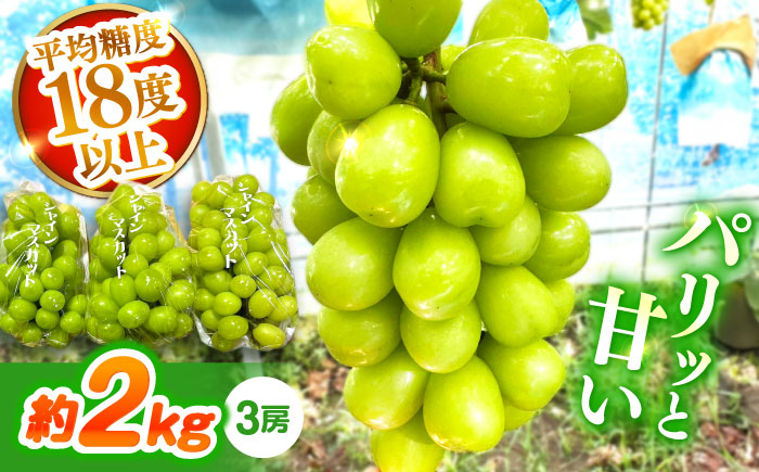 【2026年7月末～発送】シャインマスカット 約2kg（3房）/ シャインマスカット しゃいんますかっと ぶどう ブドウ / 南島原市 / ガマダスぶどう園 [SGL001]