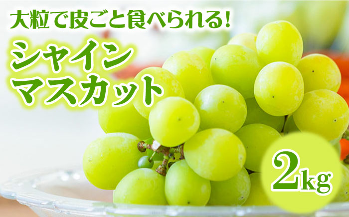 【2025年7月〜発送】先行予約！【２回定期便】南島原産！ぶどう食べ比べ・旬のぶどう（ブラックビート・巨峰・ピオーネのいずれか）・シャインマスカット / 南島原市 / ながいけ [SCH062]