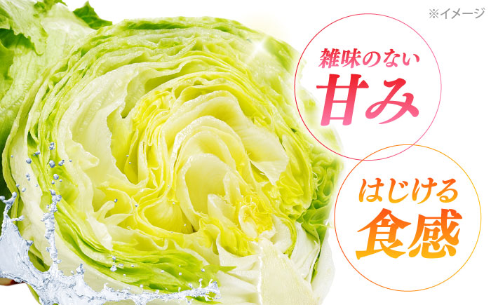 【2026年12月～発送】レタス 約8kg（12～14玉）/ れたす 野菜 やさい / 南島原市 / 株式会社松尾青果 [SGU005]
