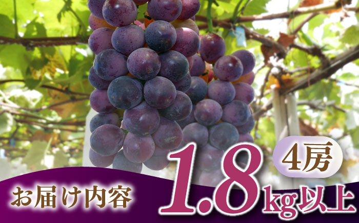 【2025年8月〜発送】【数量限定】【糖度18度以上】巨峰ぶどう 4房 1.8kg以上 / ぶどう ブドウ 葡萄 巨峰 果物 フルーツ ふるーつ / 南島原市 / ミナサポ [SCW073]