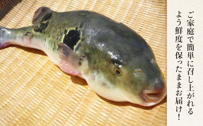 【長崎県産】トラフグフグ刺し・フグ鍋セット（2〜3人前）  / ふぐ 刺身 鍋 南島原市 / ながいけ [SCH033]