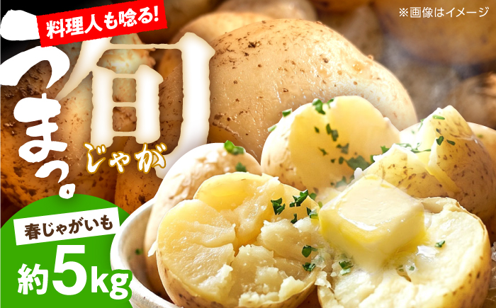 じゃがいも 約5kg 馬鈴薯 春じゃが / ジャガイモ ばれいしょ 野菜 やさい 芋 / 南島原市 / 株式会社松尾青果 [SGU001]