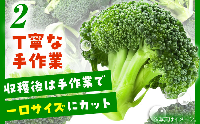 たっぷり 冷凍 ブロッコリー 3kg（1kg × 3袋） / ブロッコリー ぶろっこりー 野菜 やさい 小分け 冷凍 / 南島原市 / 池田海陸物産 [SEW007]