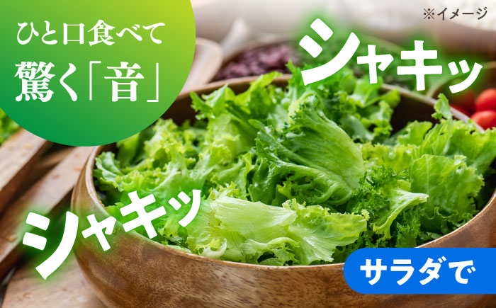 【2026年12月～発送】レタス 約8kg（12～14玉）/ れたす 野菜 やさい / 南島原市 / 株式会社松尾青果 [SGU005]