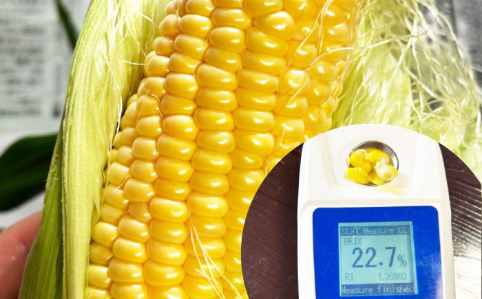 【2026年6月～発送】【最高糖度20度以上！】とうもろこし 2Lサイズ 20本 / ゴールドラッシュネオ トウモロコシ コーン スイートコーン / 南島原市 / 三和サービス株式会社 [SGB009]