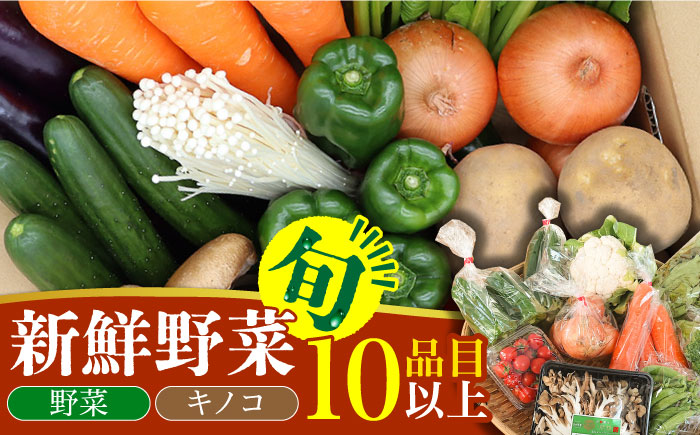  新鮮野菜・キノコ 10品目以上詰め合わせ / 野菜 やさい きのこ キノコ 詰め合わせ セット 野菜セット きのこセット / 吉岡青果 / 南島原市 [SCZ004]