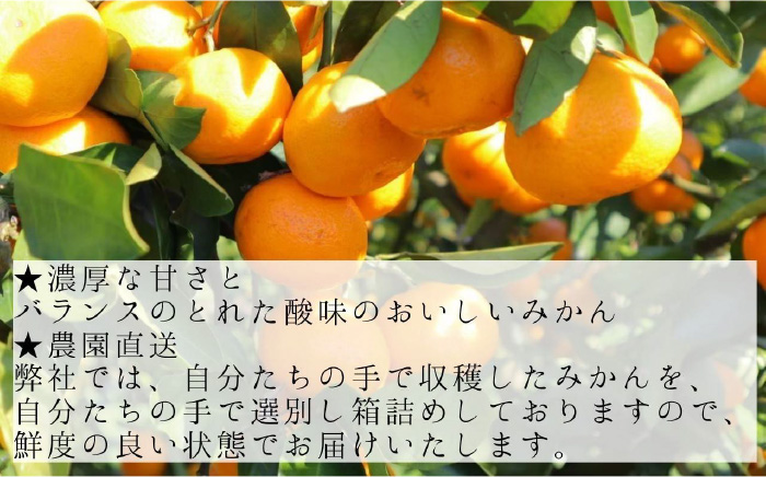 【2025年10月下旬〜発送】温州みかん 10kg / みかん ミカン 蜜柑 フルーツ 果物 / 南島原市 / 蜜柑屋まつお [SCQ002]