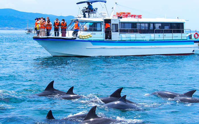 南島原 イルカウォッチング  4人用チケット / イルカ 観光 南島原市 / 南島原イルカウォッチング [SAE002]