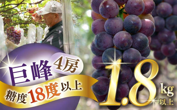 【2025年8月〜発送】【数量限定】【糖度18度以上】巨峰ぶどう 4房 1.8kg以上 / ぶどう ブドウ 葡萄 巨峰 果物 フルーツ ふるーつ / 南島原市 / ミナサポ [SCW073]