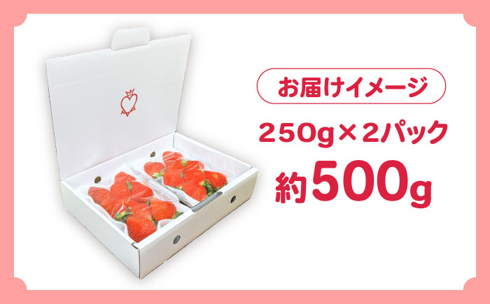 南島原産 いちご 「恋みのり」約250g×2P / イチゴ 苺 フルーツ 果物 / 南島原市 / あゆみfarm [SFF006]