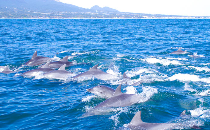 南島原 イルカウォッチング  4人用チケット / イルカ 観光 南島原市 / 南島原イルカウォッチング [SAE002]