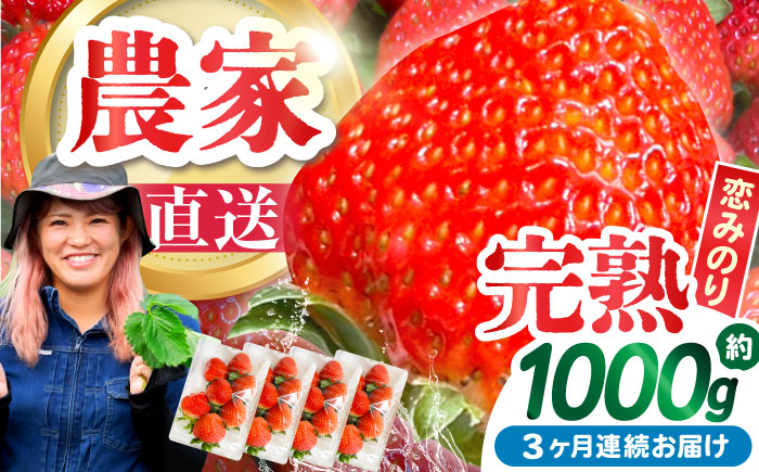 【2027年2月 初回発送】【3回定期便】南島原産 いちご 「恋みのり」約250g×4P / イチゴ 苺 フルーツ 果物 / 南島原市 / あゆみfarm [SFF003]