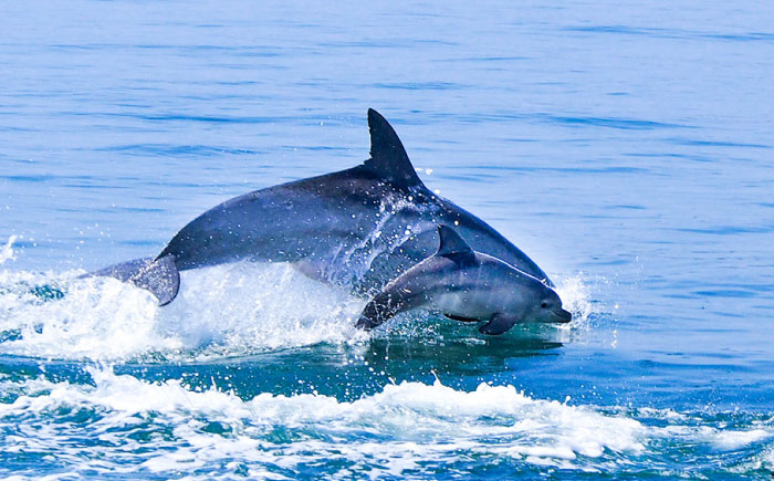 南島原 イルカウォッチング  4人用チケット / イルカ 観光 南島原市 / 南島原イルカウォッチング [SAE002]