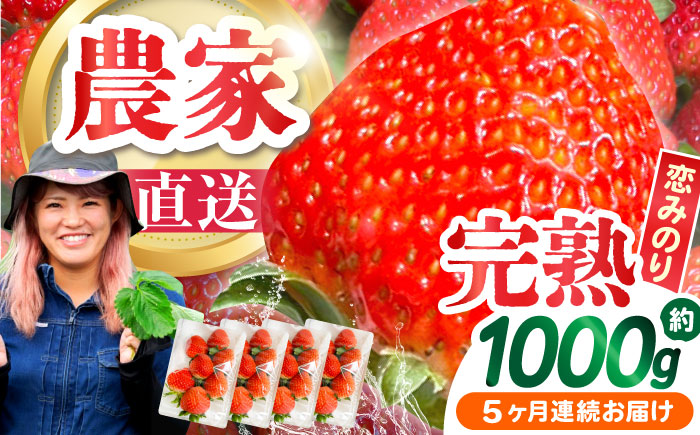 【2027年1月 初回発送】【5回定期便】南島原産 いちご 「恋みのり」約250g×4P /  いちご イチゴ 苺 フルーツ 果物 / 南島原市 / あゆみfarm [SFF004]