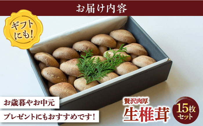 肉厚生椎茸 秀品15枚セット / 生しいたけ 生シイタケ きのこ キノコ 茸 / 南島原市 / サンエスファーム [SBX001]