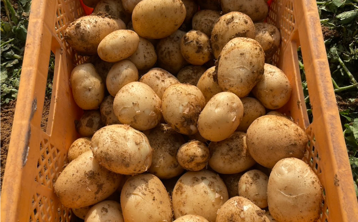 じゃがいも 約10kg 馬鈴薯 春じゃが / ジャガイモ ばれいしょ 野菜 やさい 芋 / 南島原市 / 株式会社松尾青果 [SGU002]