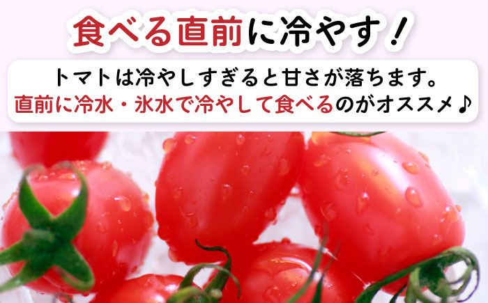 【2026年1月～発送】【完熟ミニトマト】アイコトマト 約1kg / とまと トマト アイコ 1kg ミニトマト プチトマト 野菜 / 南島原市 / 長崎県農産品流通合同会社 [SCB039]