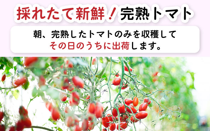 【完熟 ミニトマト】アイコトマト 約 1kg [SCB039]