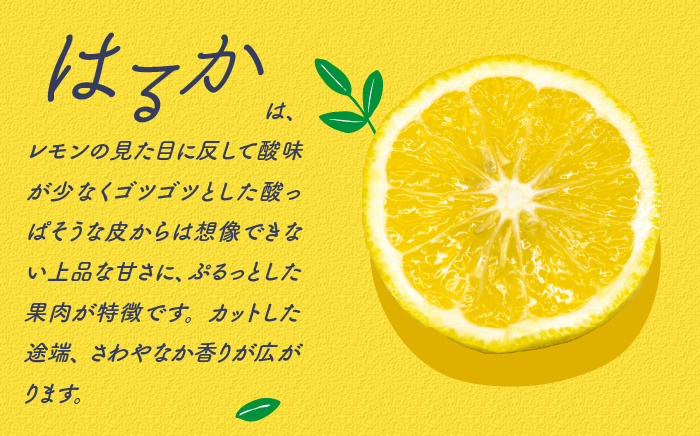 【2025年2月〜発送】【爽やか系 柑橘 春のみかん 】はるか 約4kg / みかん フルーツ 果物 / 南島原市 / 長崎県農産品流通合同会社 [SCB075]