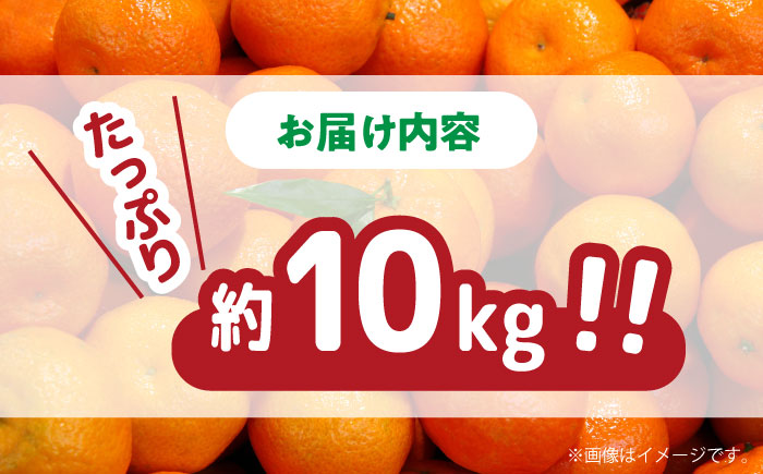 【2024年11月下旬～発送】【高糖度】 温州みかん 約10kg（傷もの）/ みかん 訳あり ミカン 蜜柑 長崎県産みかん 糖度 果物 くだもの フルーツ ふるーつ 旬 家庭用 10kg / 南島原市 / 南島原果物屋 [SCV015]