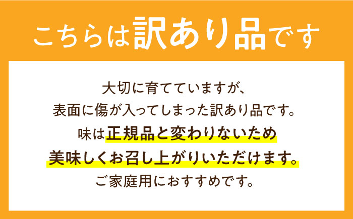 訳あり タカミメロン レッド 1箱 5kg以内 / メロン めろん フルーツ 果物 / 南島原市 / 南島原果物屋 [SCV036]