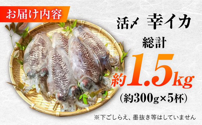 【2月〜発送】【着日指定】【おいしい南島原 認定】漁港直送！ 活〆 幸イカ 5杯 約1500g / いか　新鮮　海鮮物　刺し身　揚げ物　簡単調理　キャンプ　BBQ / 南島原市 / 深江町漁業協同組合 [SBO004]