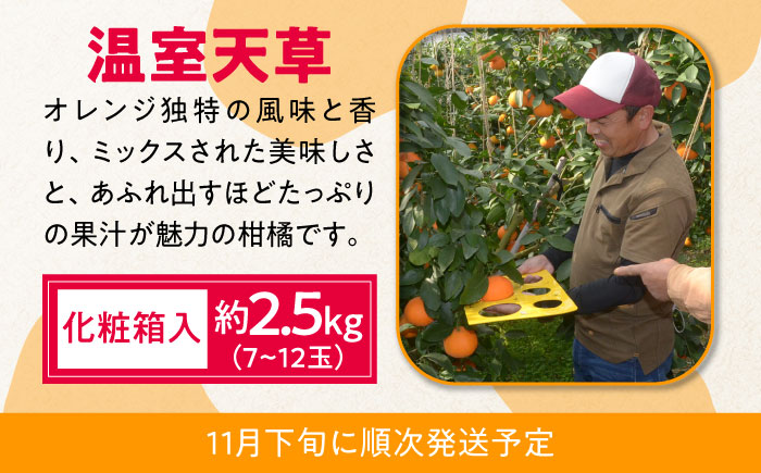 【4回定期便】【2025年7月初回発送】柑橘 4種類 定期便 / ハウスみかん 温室天草 しらぬい せとか 果物 フルーツ / 南島原市 /JA島原雲仙東南部基幹センター [SAC005]