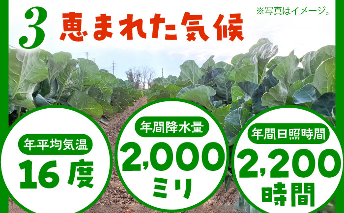 たっぷり 冷凍 ブロッコリー 3kg（1kg × 3袋） / ブロッコリー ぶろっこりー 野菜 やさい 小分け 冷凍 / 南島原市 / 池田海陸物産 [SEW007]