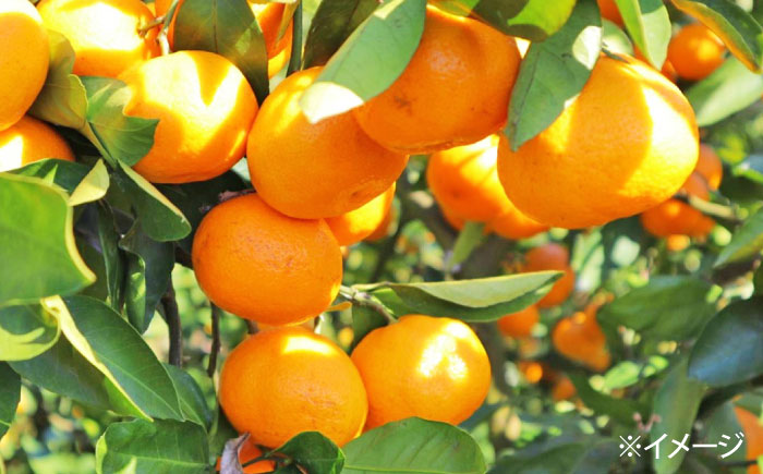 【2026年1月〜発送】青島 温州みかん 10kg / みかん ミカン 蜜柑 甘い フルーツ 果物 / 南島原市 / 蜜柑屋まつお [SCQ003]