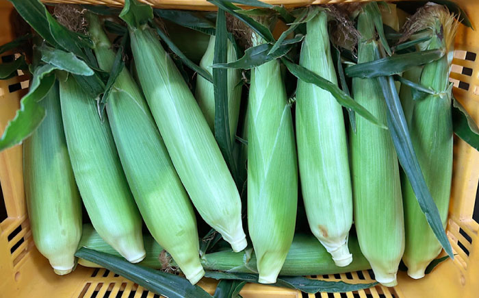 【2026年6月～発送】【最高糖度20度以上！】とうもろこし 2Lサイズ 10本 / ゴールドラッシュネオ トウモロコシ コーン スイートコーン / 南島原市 / 三和サービス株式会社 [SGB008]