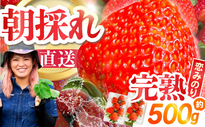 南島原産 いちご 「恋みのり」約250g×2P / イチゴ 苺 フルーツ 果物 / 南島原市 / あゆみfarm [SFF006]