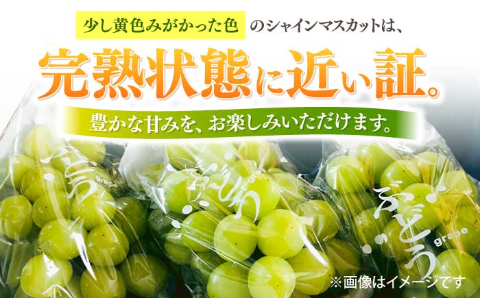 【2026年8月中旬～発送】【数量限定】シャインマスカット 2kg（3房〜5房）/ マスカット シャインマスカット ますかっと ぶどう 葡萄 ブドウ フルーツ 果物 / 南島原市 / 長崎県農産品流通合同会社 [SCB084] 