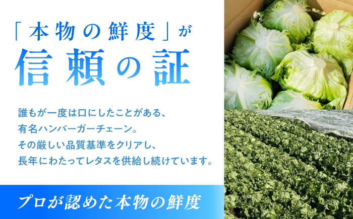 【2026年12月～発送】レタス 約8kg（12～14玉）/ れたす 野菜 やさい / 南島原市 / 株式会社松尾青果 [SGU005]